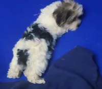 Aria, a female Morkie for sale in Jackson, TN – 6 of 10