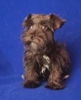 Choco CoCo, a female Miniature Schnauzer for sale in Jackson, TN – 7 of 10