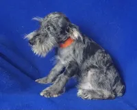 Merle Sebastian, a male Miniature Schnauzer for sale in Jackson, TN – 7 of 10