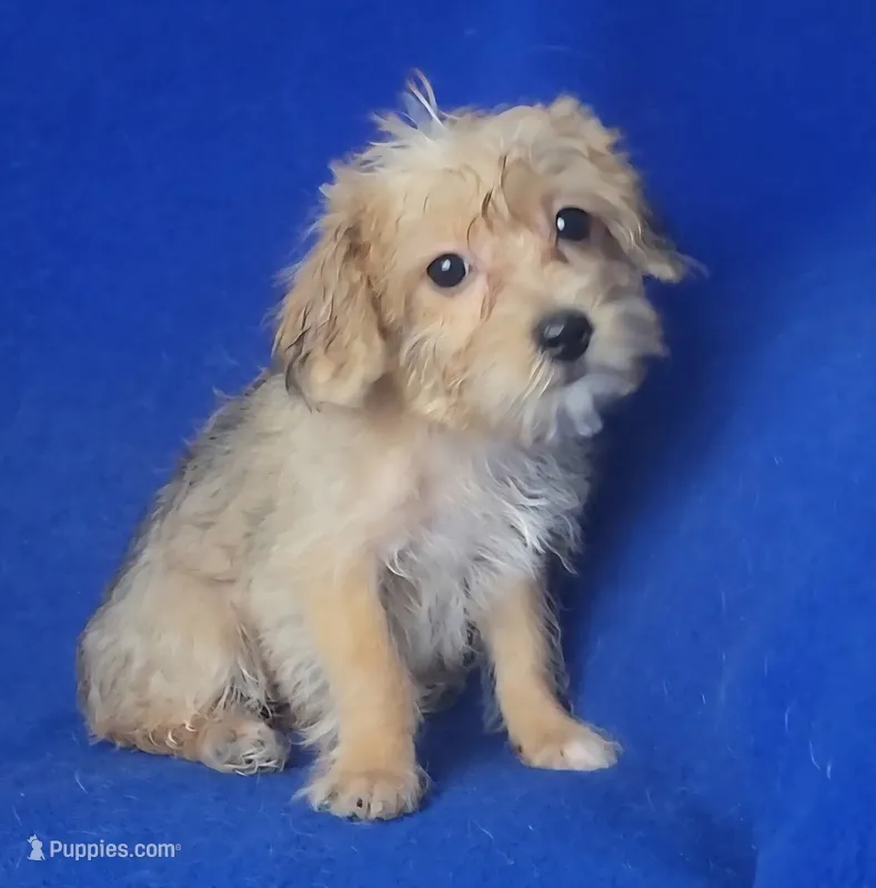 Olive – Yorkipoo puppy for sale in Jackson, TN
