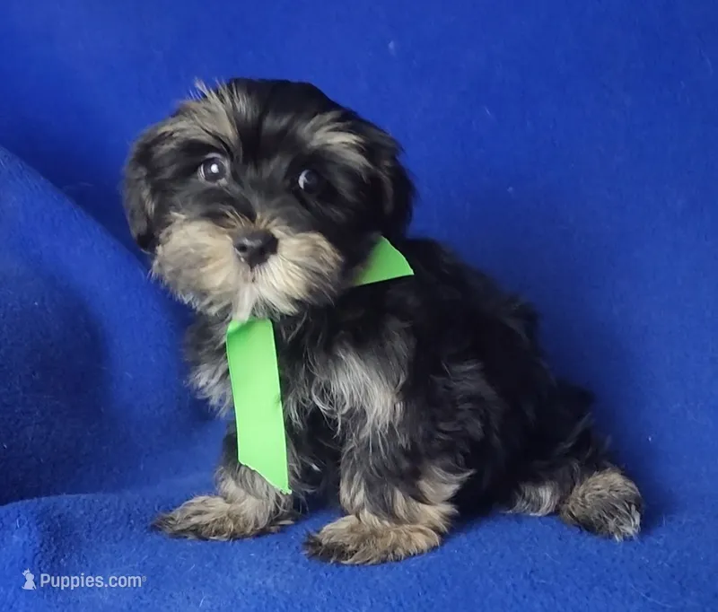*FLASH SALE* Teddy – Morkie puppy for sale in Jackson, TN