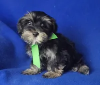 Teddy, a male Morkie for sale in Jackson, TN – 5 of 10
