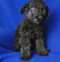 Maverick, a male Poodle - Miniature  for sale in Jackson, TN – 7 of 10