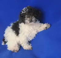 Nash, a male Poodle - Toy  for sale in Jackson, TN – 7 of 10