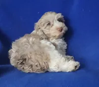 Chocolate Merle Chester , a male Cockapoo for sale in Jackson, TN – 10 of 10