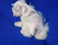 Choco Merle Claira, a female Miniature Schnauzer for sale in Jackson, TN – 3 of 9