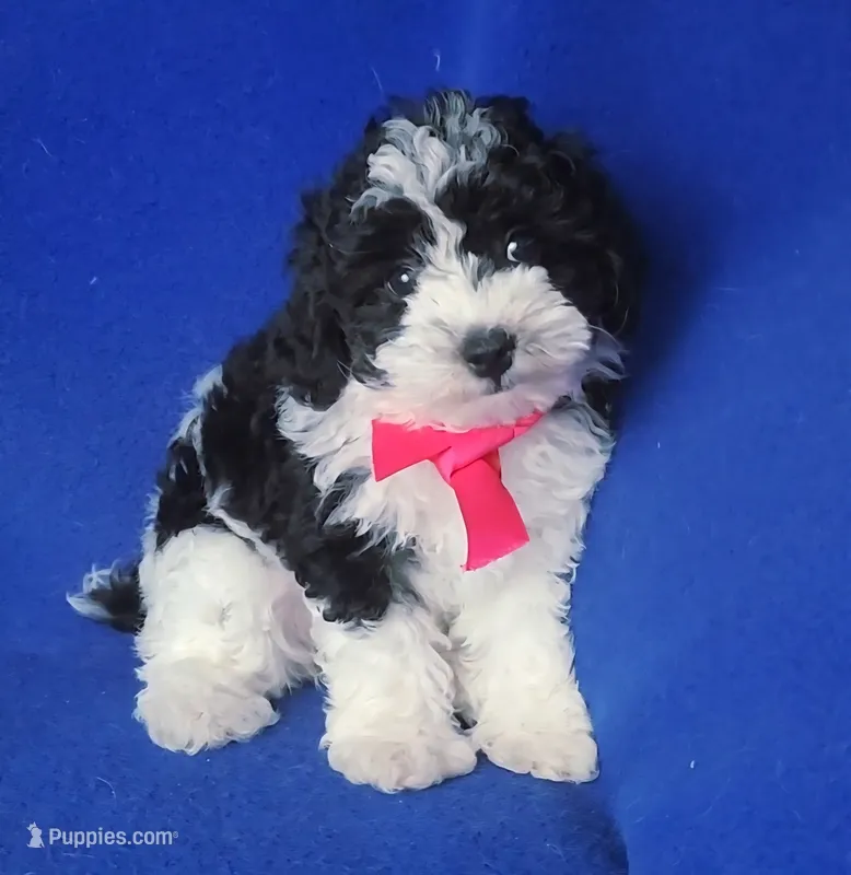 Melody  – Poodle - Toy  puppy for sale in Jackson, TN