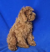 Royce, a male Cockapoo for sale in Jackson, TN – 5 of 10