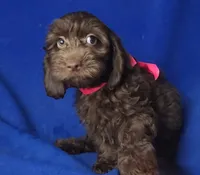 *FLASH SALE* Chocolate Clarissa, a female Cockapoo for sale in Jackson, TN – 10 of 10