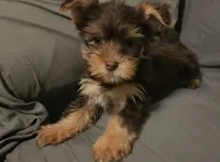 Chocolate Knox, a male Yorkshire Terrier for sale in Jackson, TN – 2 of 10