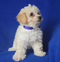 Marigold , a female Poodle - Toy  for sale in Jackson, TN – 6 of 10