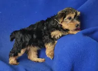 Georgia, a female Yorkshire Terrier for sale in Jackson, TN – 7 of 10