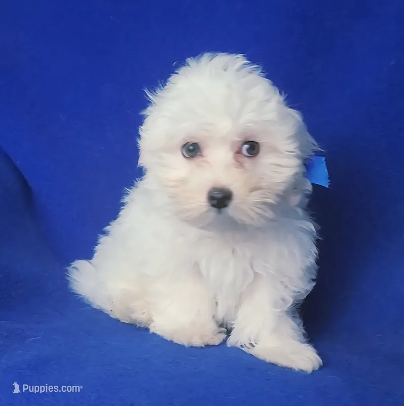 Bowie – Maltese puppy for sale in Jackson, TN