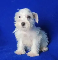 Choco Merle Claira, a female Miniature Schnauzer for sale in Jackson, TN – 5 of 9