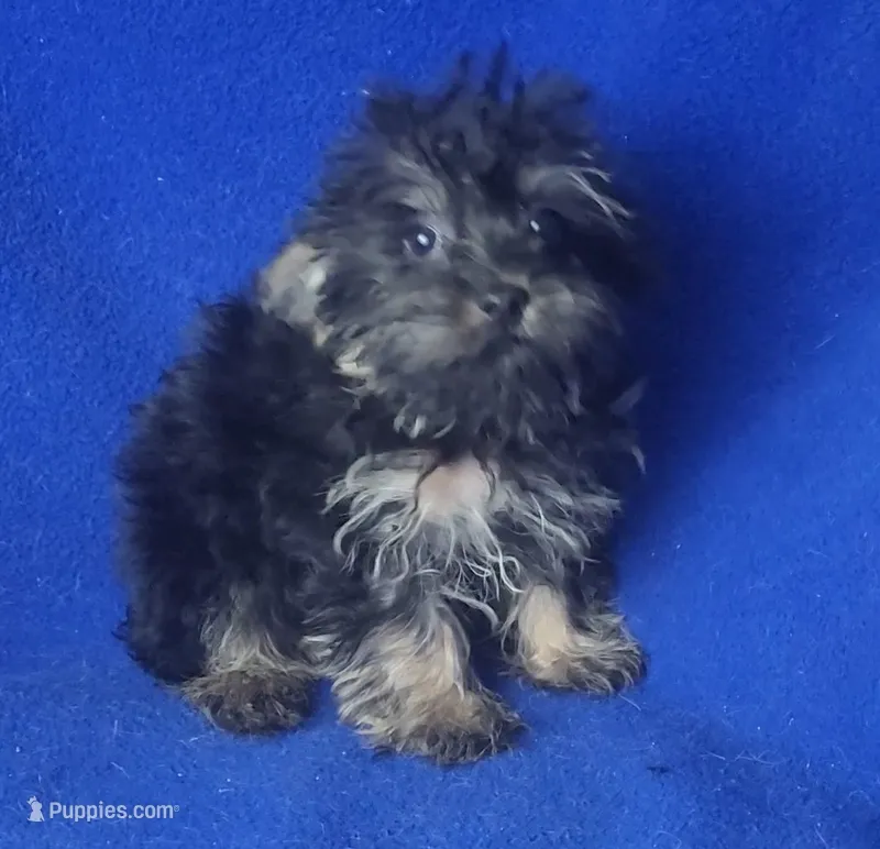 Lindy – Yorkipoo puppy for sale in Jackson, TN