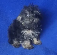 Lindy, a female Yorkipoo for sale in Jackson, TN – 1 of 9