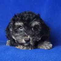 Murphy, a male Yorkipoo for sale in Jackson, TN – Photo 3 of 10