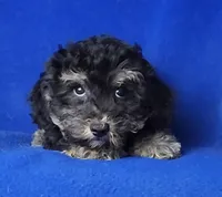 Murphy, a male Yorkipoo for sale in Jackson, TN – Photo 3 of 10