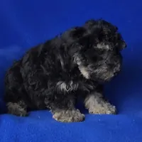 Murphy, a male Yorkipoo for sale in Jackson, TN – Photo 7 of 10