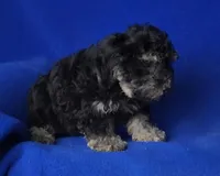 Murphy, a male Yorkipoo for sale in Jackson, TN – Photo 7 of 10