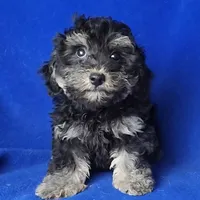Murphy, a male Yorkipoo for sale in Jackson, TN – Photo 1 of 10