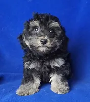 Murphy, a male Yorkipoo for sale in Jackson, TN – Photo 1 of 10