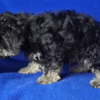 Murphy, a male Yorkipoo for sale in Jackson, TN – Photo 2 of 10