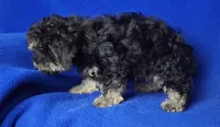 Murphy, a male Yorkipoo for sale in Jackson, TN – Photo 2 of 10