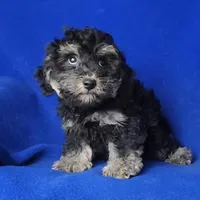 Murphy, a male Yorkipoo for sale in Jackson, TN – Photo 8 of 10