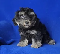 Murphy, a male Yorkipoo for sale in Jackson, TN – Photo 8 of 10