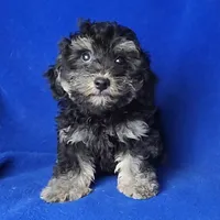 Murphy, a male Yorkipoo for sale in Jackson, TN – Photo 10 of 10