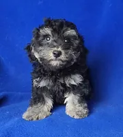 Murphy, a male Yorkipoo for sale in Jackson, TN – Photo 10 of 10