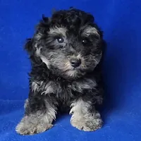 Murphy, a male Yorkipoo for sale in Jackson, TN – Photo 4 of 10