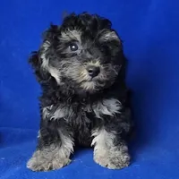 Murphy, a male Yorkipoo for sale in Jackson, TN – Photo 6 of 10