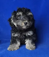 Murphy, a male Yorkipoo for sale in Jackson, TN – Photo 6 of 10