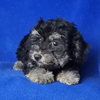 Murphy, a male Yorkipoo for sale in Jackson, TN – Photo 9 of 10