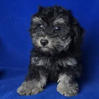 Murphy, a male Yorkipoo for sale in Jackson, TN – Photo 5 of 10