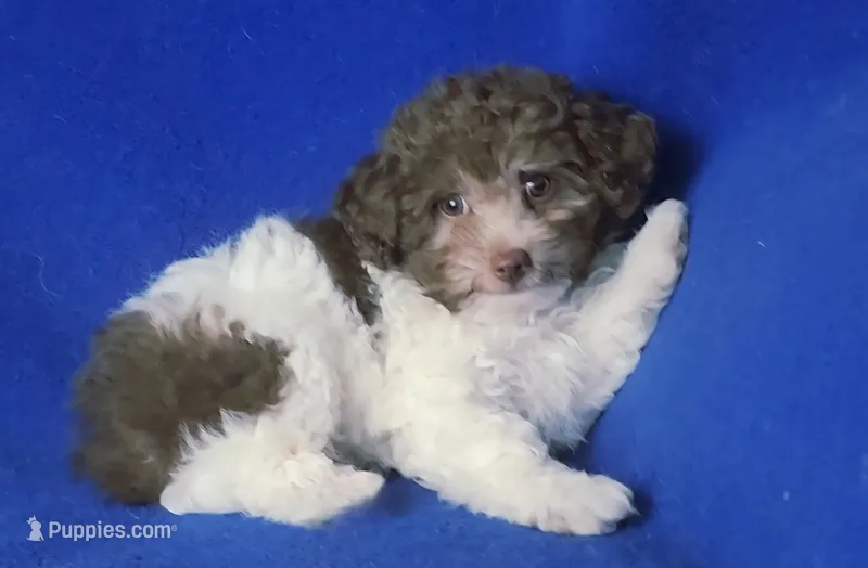 Micah – Poodle - Toy  puppy for sale in Jackson, TN