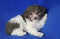 Micah, a male Poodle - Toy  for sale in Jackson, TN – 1 of 9