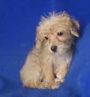 Olive, a female Yorkipoo for sale in Jackson, TN – 8 of 10