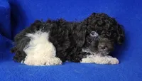 Nash , a male Poodle - Toy  for sale in Jackson, TN – Photo 8 of 10