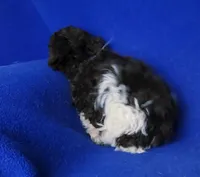 Nash , a male Poodle - Toy  for sale in Jackson, TN – Photo 9 of 10