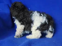 Nash , a male Poodle - Toy  for sale in Jackson, TN – Photo 2 of 10