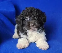 Nash , a male Poodle - Toy  for sale in Jackson, TN – Photo 1 of 10