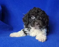 Nash , a male Poodle - Toy  for sale in Jackson, TN – Photo 7 of 10