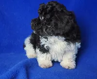 Nash , a male Poodle - Toy  for sale in Jackson, TN – Photo 3 of 10