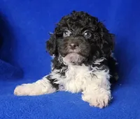 Nash , a male Poodle - Toy  for sale in Jackson, TN – Photo 10 of 10