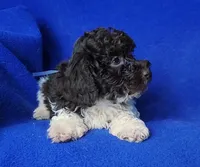 Nash , a male Poodle - Toy  for sale in Jackson, TN – Photo 6 of 10