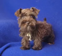 Choco CoCo, a female Miniature Schnauzer for sale in Jackson, TN – 5 of 10