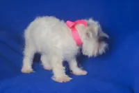 Gertie, a female Schnoodle for sale in Jackson, TN – 9 of 9